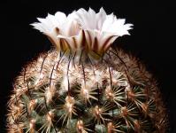 Thumbnail of 1311_Gymnocactus ysabelae_20140402_02-001.JPG